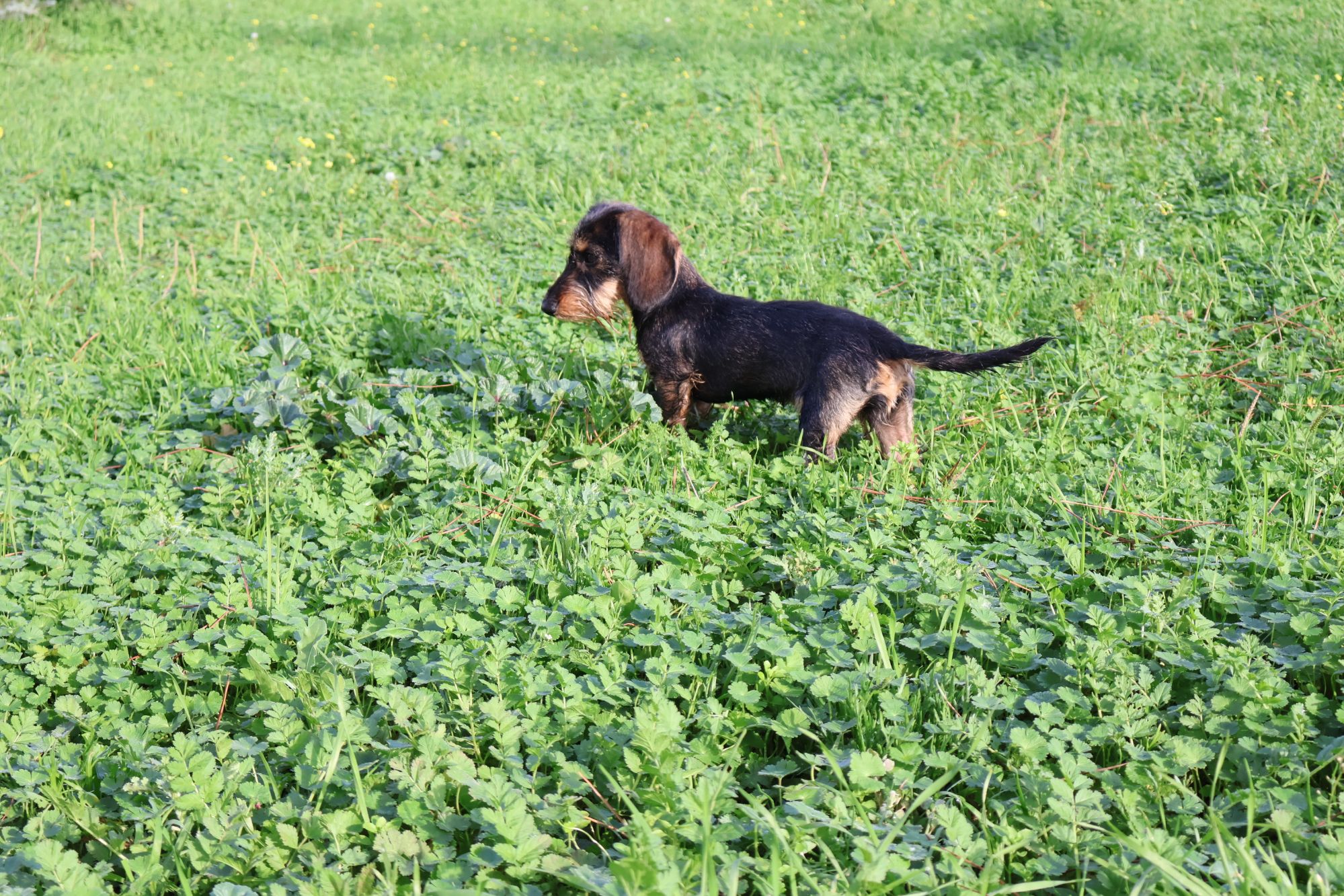 Documentación Completa y Transparente: Garantía de Confianza en la venta de cachorros de teckel de pelo duro